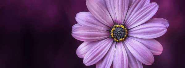 Ms Purple